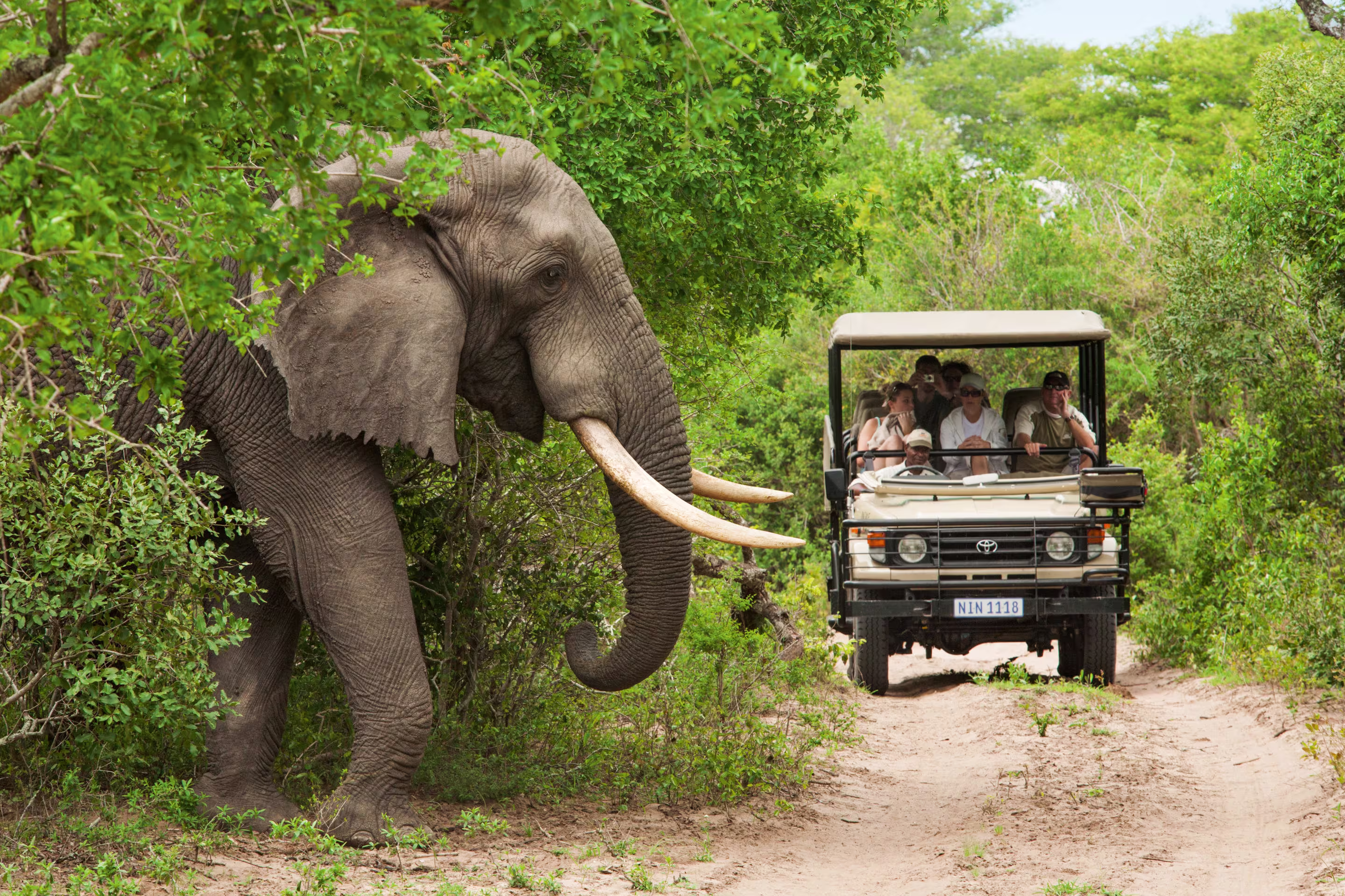 African Safari Adventure
